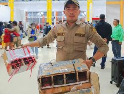 Karantina Papua Tengah Selamatkan Nuri Kepala Hitam