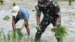 Danrem 173/PVB Pimpin Tanam Padi Perdana di Lahan Makorem Bersama Pemda dan Masyarakat