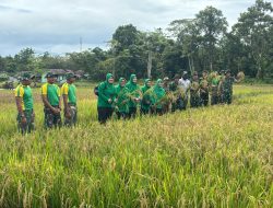 Manfaatkan Lahan Tidur Menjadi Lahan Produktif, Yonif 754/ ENK Timika Panen Padi Pertama