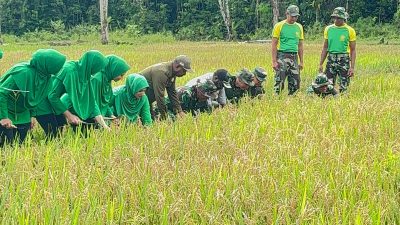 Manfaatkan Lahan Tidur Menjadi Lahan Produktif, Yonif 754/ ENK Timika Panen Padi Pertama 2 IMG 20250628 182919