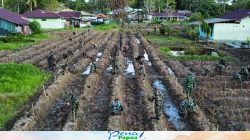 Wujud Nyata Komitmen Ketahanan Pangan, Brigif 20/IJK Tanam 700 Pohon Pepaya California