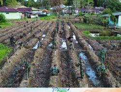 Wujud Nyata Komitmen Ketahanan Pangan, Brigif 20/IJK Tanam 700 Pohon Pepaya California